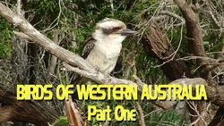 Birds of Western Australia 1